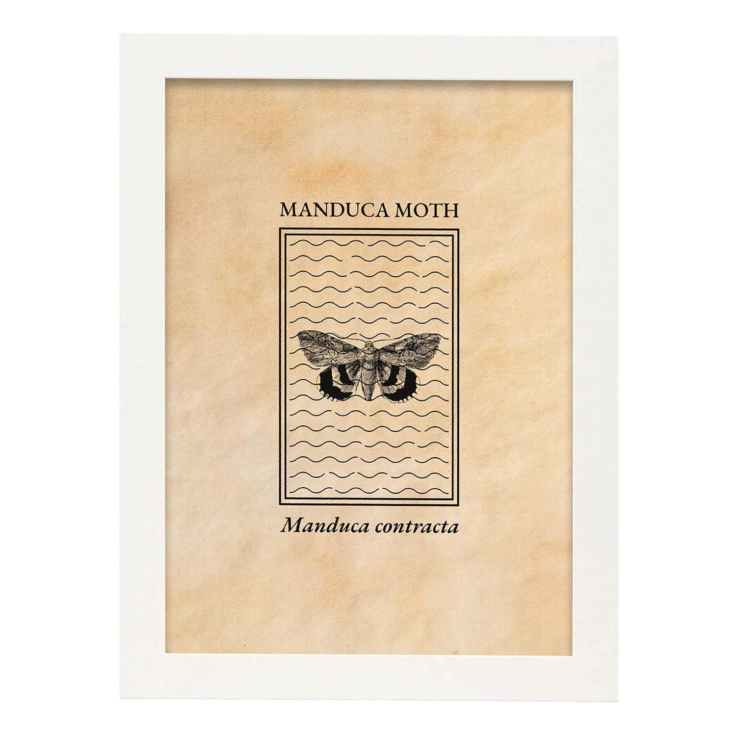 Lámina Vintage Polilla. Pósters de insectos en estilo grabado y tonos sepia.-Artwork-Nacnic-A4-Marco Blanco-Nacnic Estudio SL