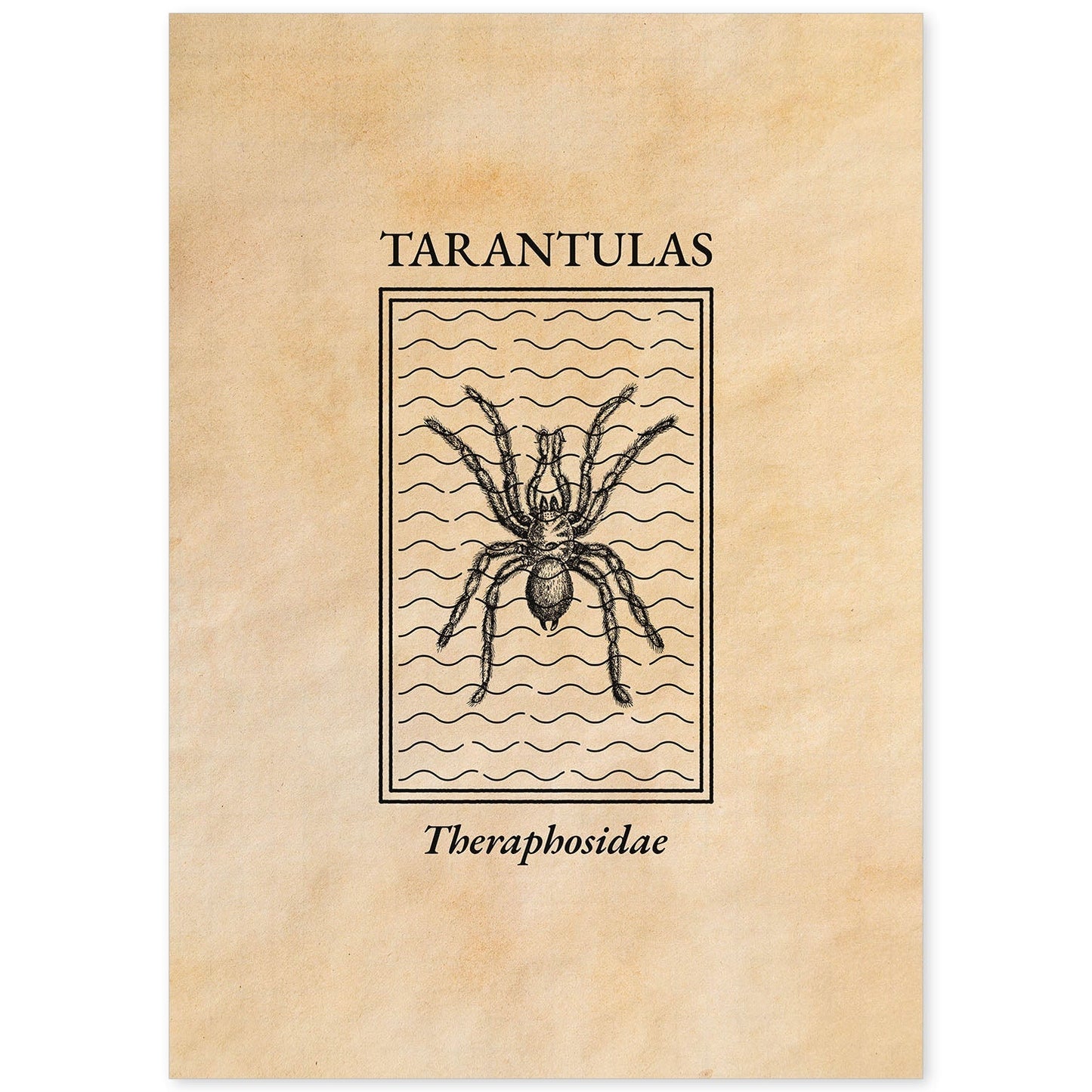 Lámina Vintage Tarantula. Pósters de insectos en estilo grabado y tonos sepia.-Artwork-Nacnic-A4-Sin marco-Nacnic Estudio SL