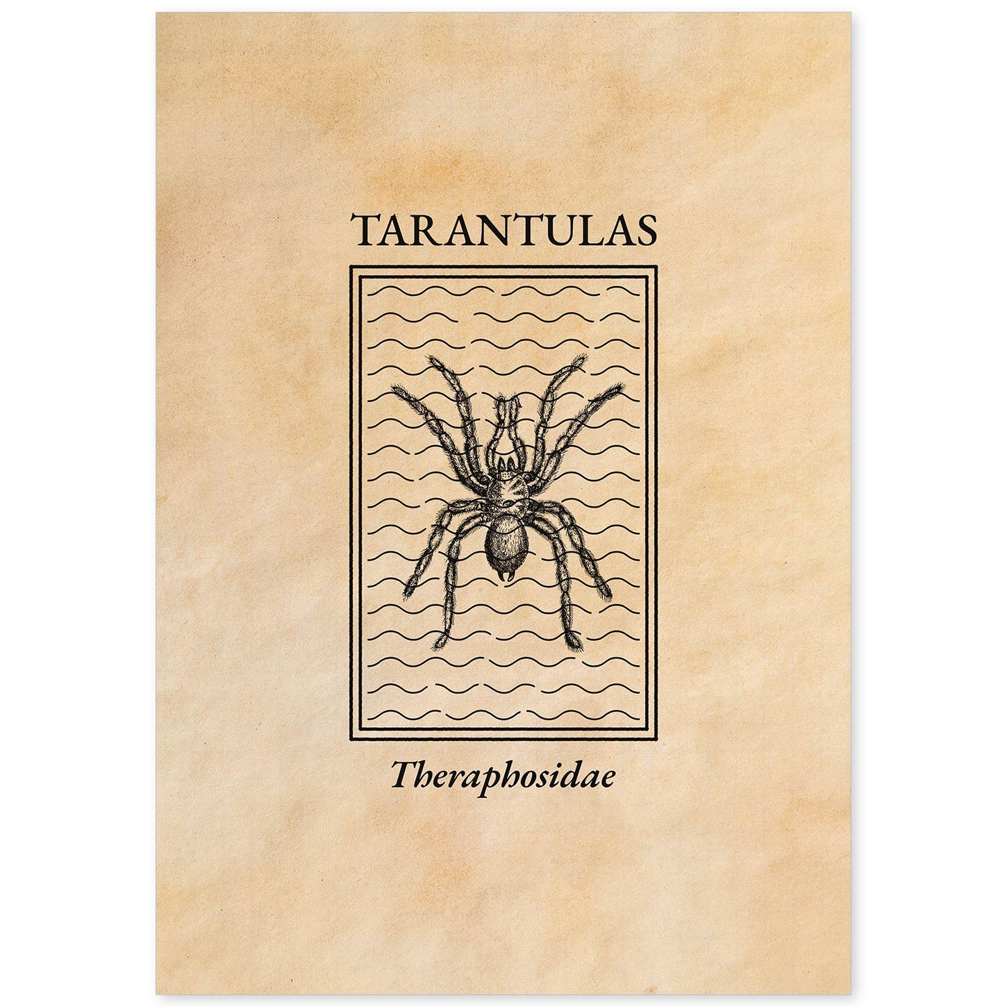 Lámina Vintage Tarantula. Pósters de insectos en estilo grabado y tonos sepia.-Artwork-Nacnic-A4-Sin marco-Nacnic Estudio SL