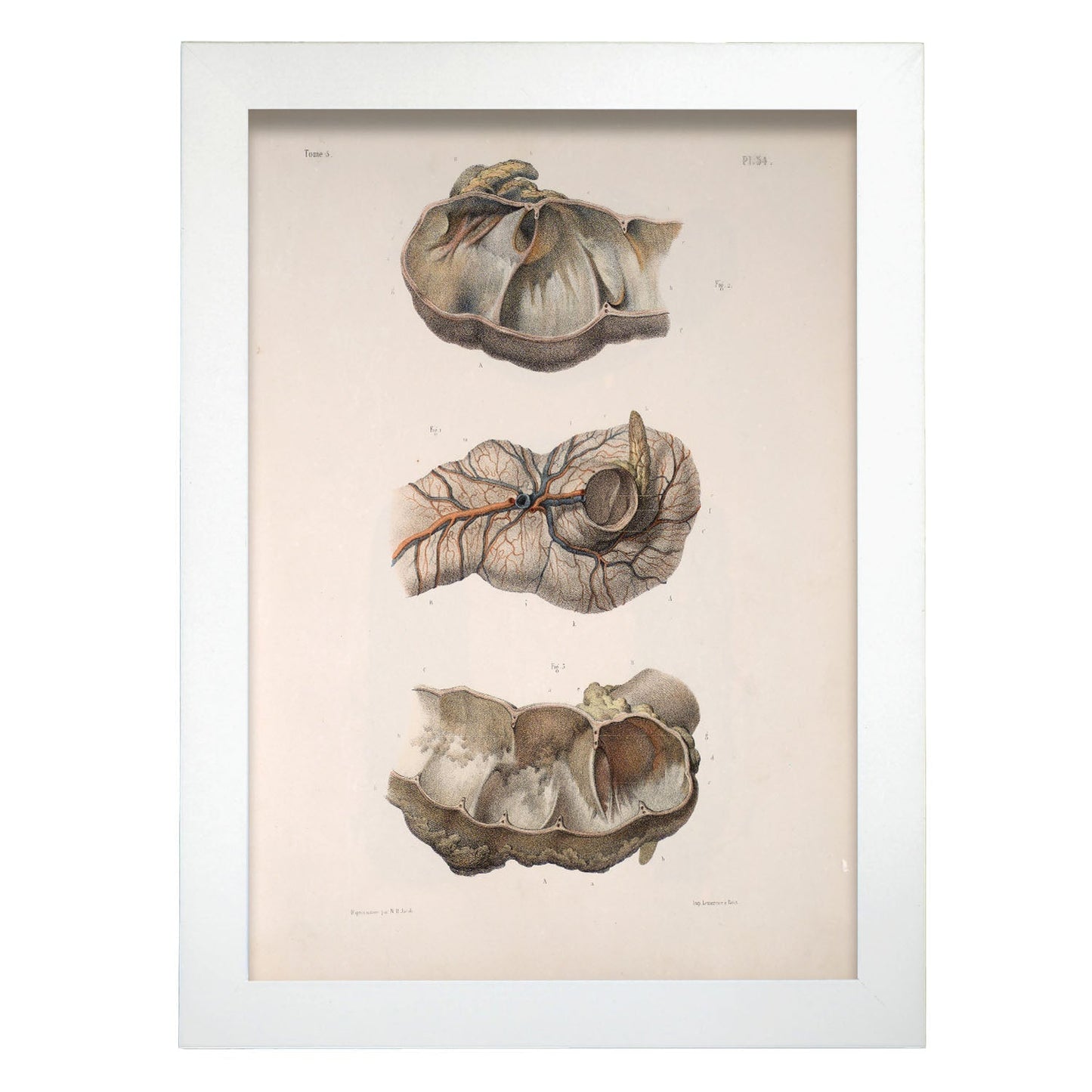 Large intestine; cecum and appendix-Artwork-Nacnic-A4-Marco Blanco-Nacnic Estudio SL