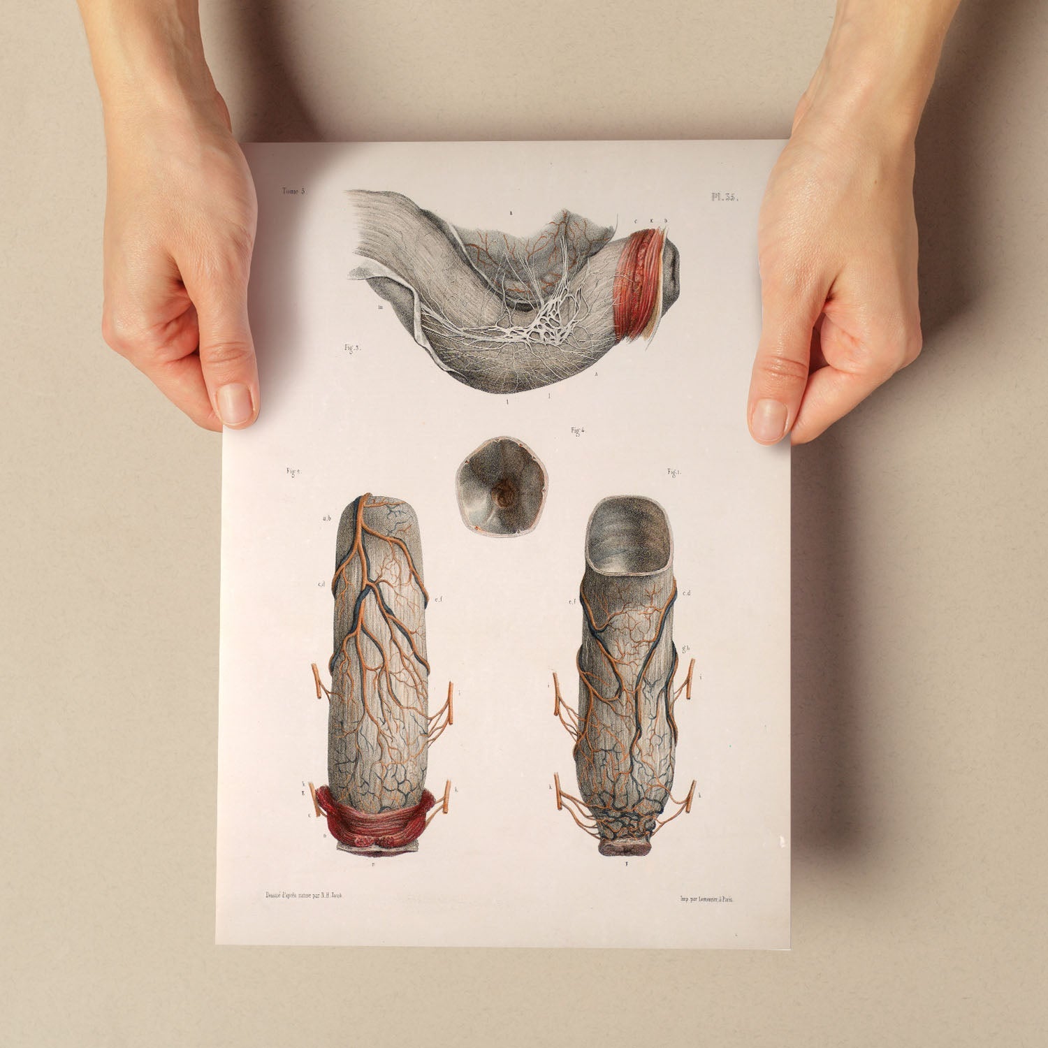 Large intestine, rectum and anus-Artwork-Nacnic-Nacnic Estudio SL