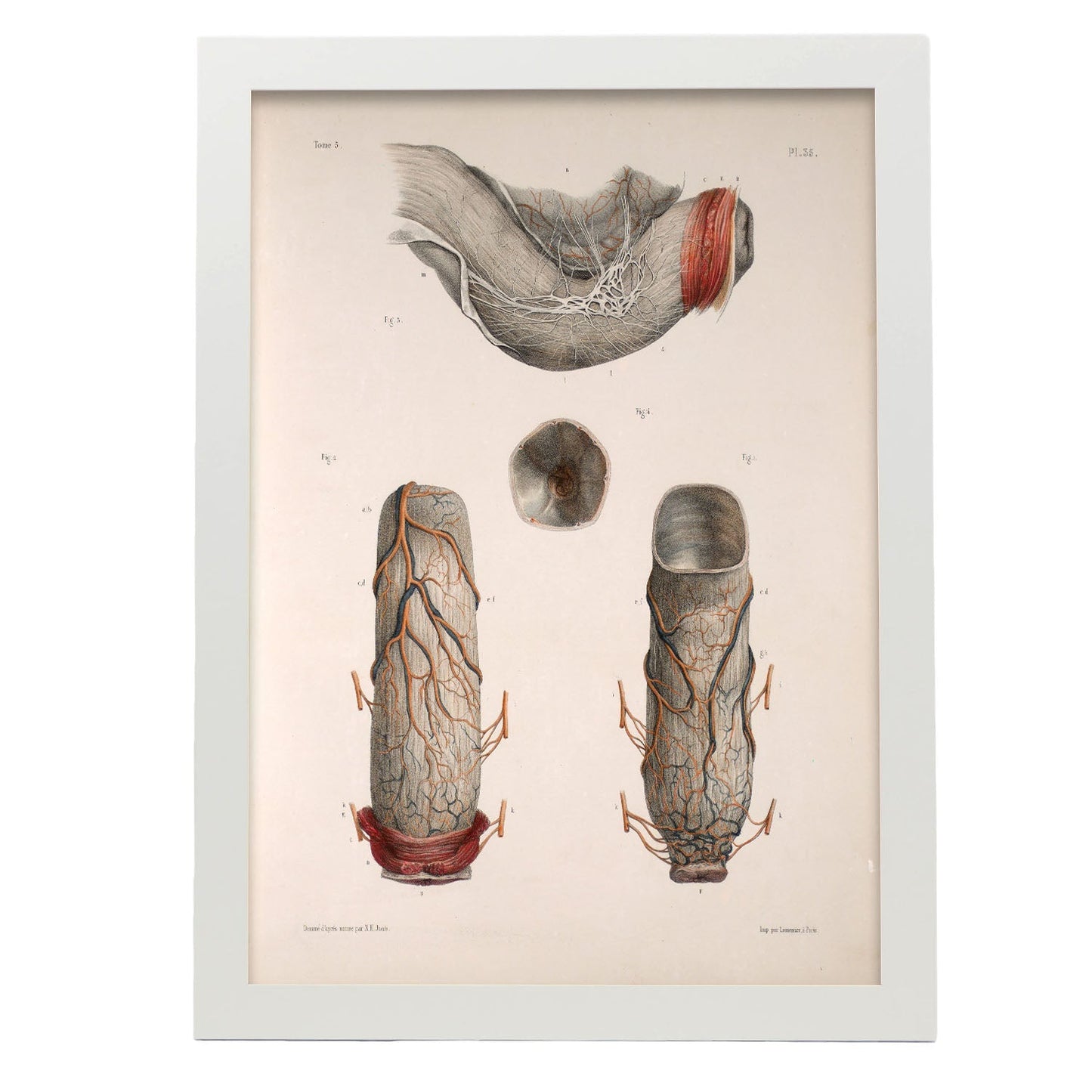 Large intestine, rectum and anus-Artwork-Nacnic-A3-Marco Blanco-Nacnic Estudio SL