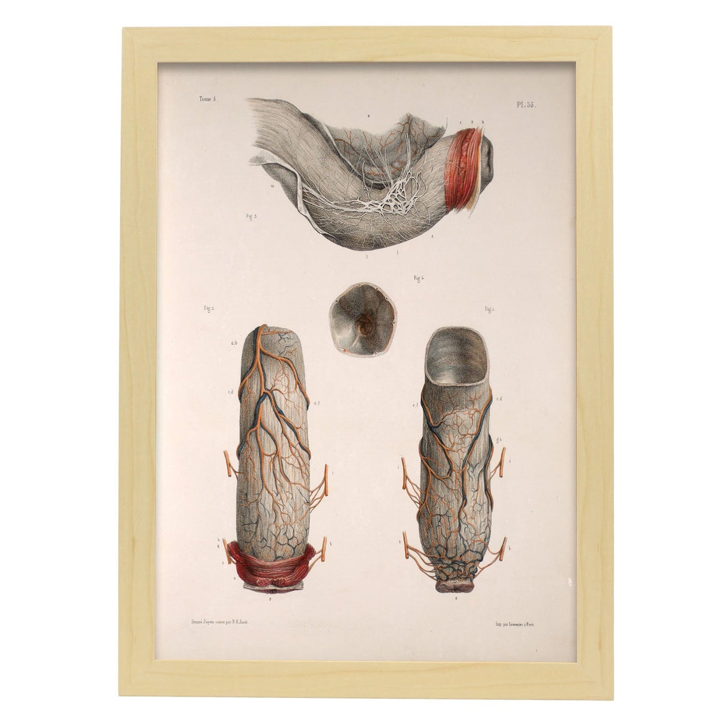 Large intestine, rectum and anus-Artwork-Nacnic-A3-Marco Madera clara-Nacnic Estudio SL