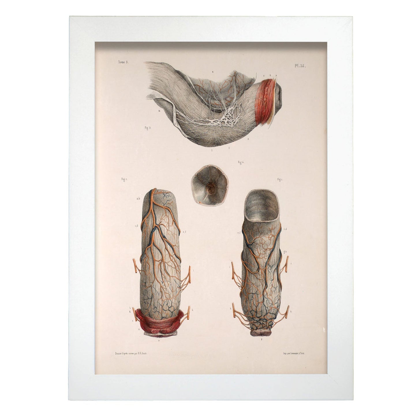 Large intestine, rectum and anus-Artwork-Nacnic-A4-Marco Blanco-Nacnic Estudio SL