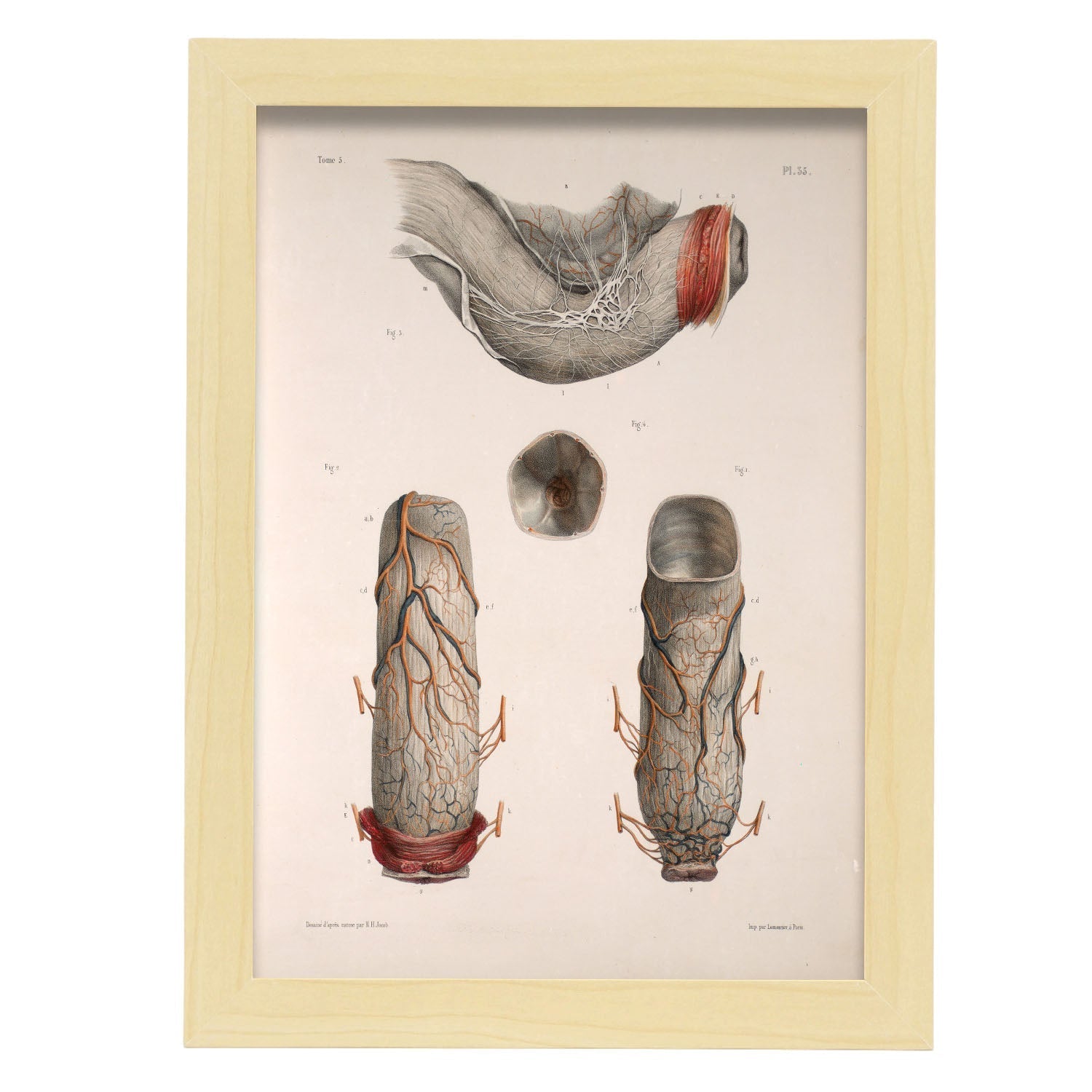 Large intestine, rectum and anus-Artwork-Nacnic-A4-Marco Madera clara-Nacnic Estudio SL