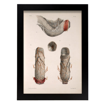 Large intestine, rectum and anus-Artwork-Nacnic-A4-Sin marco-Nacnic Estudio SL