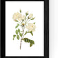 Lot de 4 feuilles à encadrer style botanique - Set Soft White au format A4 imprimé sur papier 250 g et encres fond papier Sepia.-Artwork-Nacnic-Nacnic Estudio SL