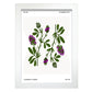 Lucerne Flower-Artwork-Nacnic-A4-Marco Blanco-Nacnic Estudio SL