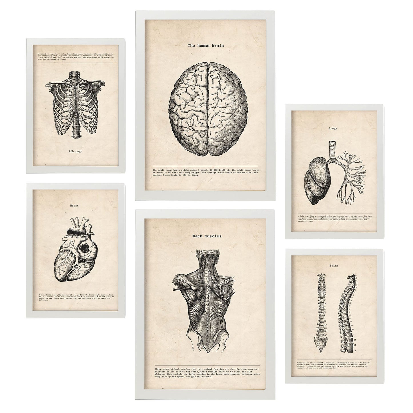 Láminas Nacnic de Anatomía Cerebro, Músculos, Huesos