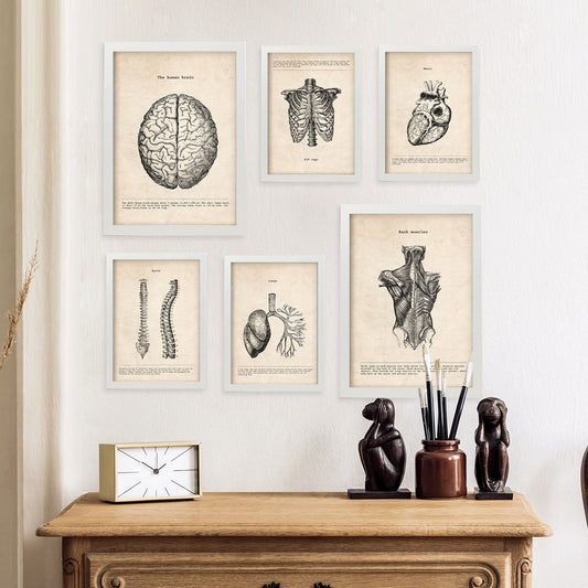 Nacnic anatomia cerebro, musculos, huesos. Aesthetic Wall Art Prints for Bedroom or Living Room Design.
