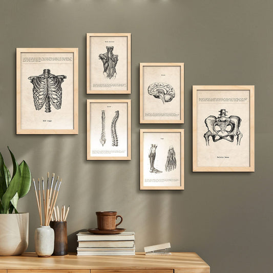 Nacnic anatomia corporal. Aesthetic Wall Art Prints for Bedroom or Living Room Design.