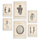 Set de 6 pósters vintage anatómicos con ilustraciones del cerebro, esqueleto, músculos y extremidades humanas – estilo médico clásico para consulta, estudio o despacho – blanco y negro, ciencia, cuerpo humano