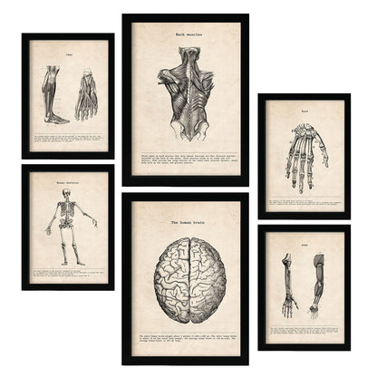 Set de 6 pósters vintage anatómicos con ilustraciones del cerebro, esqueleto, músculos y extremidades humanas – estilo médico clásico para consulta, estudio o despacho – blanco y negro, ciencia, cuerpo humano