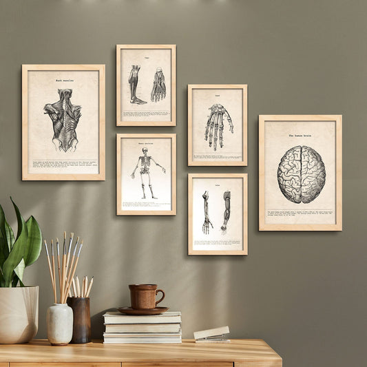 Nacnic anatomia musculos y huesos. Aesthetic Wall Art Prints for Bedroom or Living Room Design.