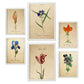 Set de 6 láminas botánicas estilo vintage con flores ilustradas en tonos azules, rojos y naranjas sobre fondo envejecido para salón, dormitorio o pasillo, 2 grandes y 4 medianos