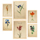 Set de 6 láminas botánicas estilo vintage con flores ilustradas en tonos azules, rojos y naranjas sobre fondo envejecido para salón, dormitorio o pasillo, 2 grandes y 4 medianos