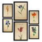Set de 6 láminas botánicas estilo vintage con flores ilustradas en tonos azules, rojos y naranjas sobre fondo envejecido para salón, dormitorio o pasillo, 2 grandes y 4 medianos