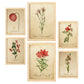 Set de 6 láminas botánicas vintage con ilustraciones de flores rojas en papel envejecido para decorar salón, pasillo o dormitorio clásico – 2 grandes y 4 medianos