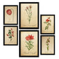 Set de 6 láminas botánicas vintage con ilustraciones de flores rojas en papel envejecido para decorar salón, pasillo o dormitorio clásico – 2 grandes y 4 medianos