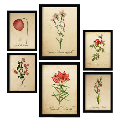 Set de 6 láminas botánicas vintage con ilustraciones de flores rojas en papel envejecido para decorar salón, pasillo o dormitorio clásico – 2 grandes y 4 medianos