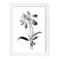 Lámina Nacnic Columbine Arte Minimalista Lineal