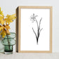 Lámina Nacnic Daffodil Arte Minimalista Lineal