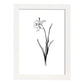 Lámina Nacnic Daffodil Arte Minimalista Lineal