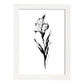 Lámina Nacnic de Gladiolus en Arte Minimalista