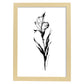 Lámina Nacnic de Gladiolus en Arte Minimalista