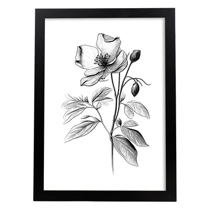 Nacnic Laminas Minimalistas de Hellebore en Arte Lineal