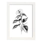 Nacnic Impatiens Arte Minimalista Lineal - Lámina