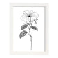 Lámina Nacnic Impatiens Arte Minimalista Lineal_2