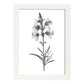 Lámina Minimalista de Flor de Espuela de Nacnic