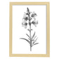 Lámina Minimalista de Flor de Espuela de Nacnic