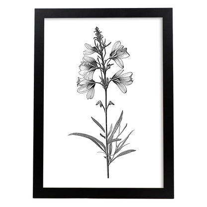 Lámina Minimalista de Flor de Espuela de Nacnic