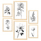 Laminas Nacnic de Flores Lineales Set_5