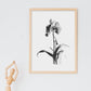 Laminas Minimalistas de Orquídeas Nacnic