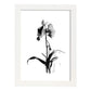 Laminas Minimalistas de Orquídeas Nacnic