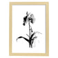 Laminas Minimalistas de Orquídeas Nacnic