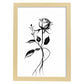Lámina Nacnic de Rosa en Arte Minimalista