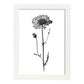 Lámina Nacnic Scabiosa Arte Minimalista Línea_1