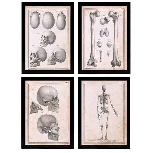 Nacnic Set of 4 Anatomy of body bones and Head.-Artwork-Nacnic-Nacnic Estudio SL