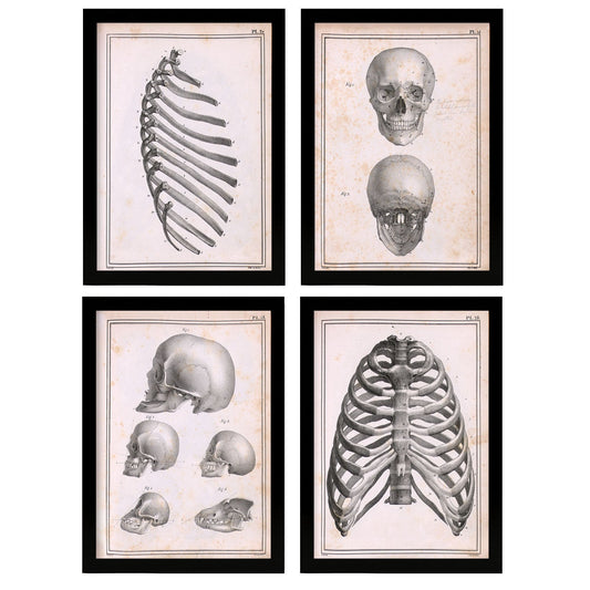 Nacnic Set of 4 Anatomy of bones, ribs, and head.-Artwork-Nacnic-Nacnic Estudio SL