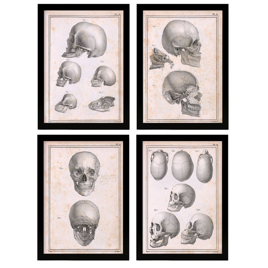 Nacnic Set of 4 Anatomy of heads and skulls.-Artwork-Nacnic-Nacnic Estudio SL