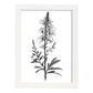 Lámina Minimalista Nacnic de Antirrhinum