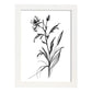 Láminas Minimalistas de Nacnic Spiderwort en Arte Lineal