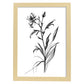 Láminas Minimalistas de Nacnic Spiderwort en Arte Lineal
