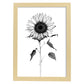 Lámina Nacnic de Girasol en Arte Lineal Minimalista