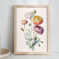Lámina Nacnic de Acuarela Minimalista Ranunculus_1 para Habitación