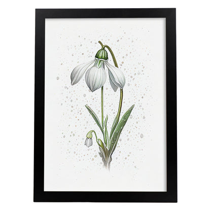 Lámina Nacnic de Acuarela Minimalista de Campanilla de Invierno
